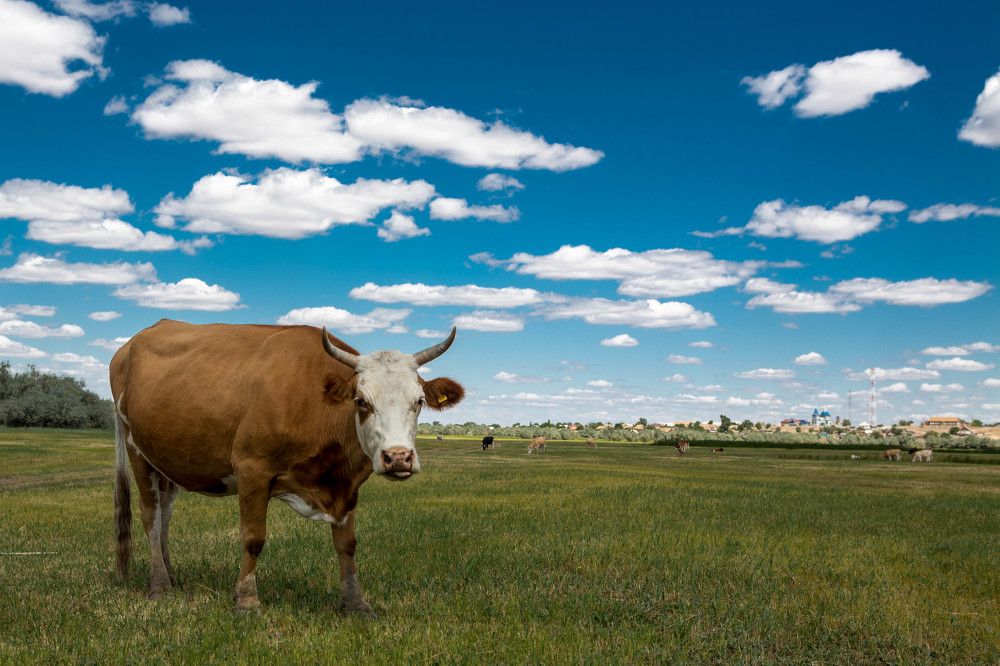 Photograph by Дмитрий Идрисов