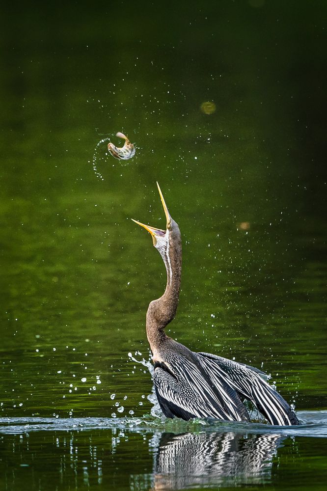 Photograph by Gimantha Perera