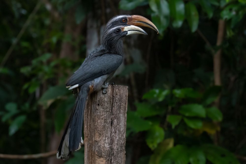 Malabar Hornbills