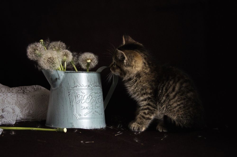 Photograph by Виктория Суркова