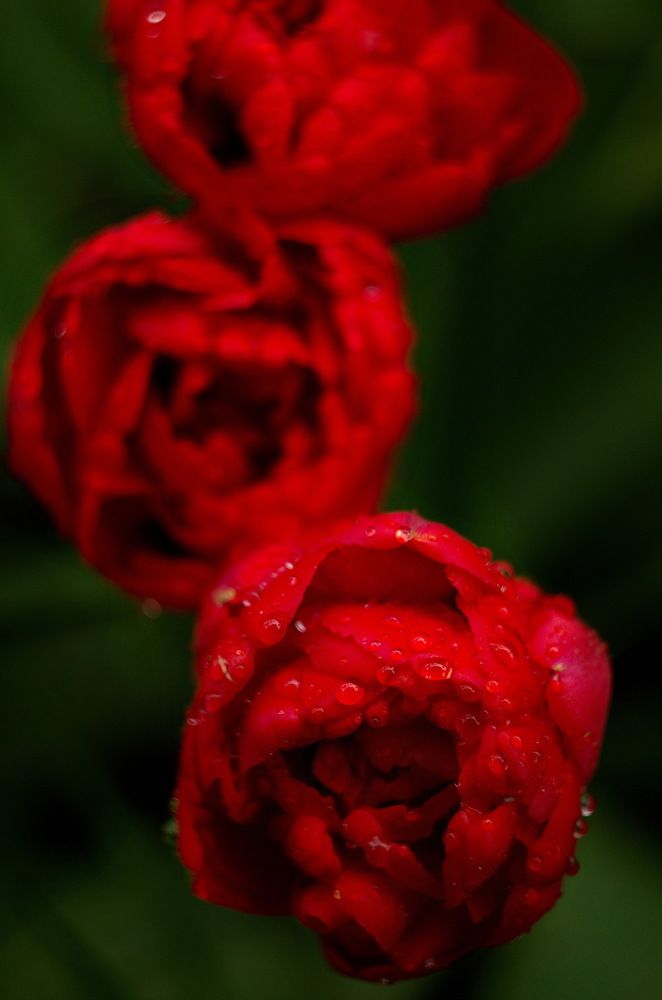 Photograph by Зоя