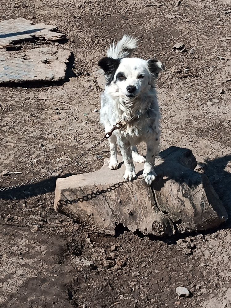 Фотография автора Stoyan Blagoev