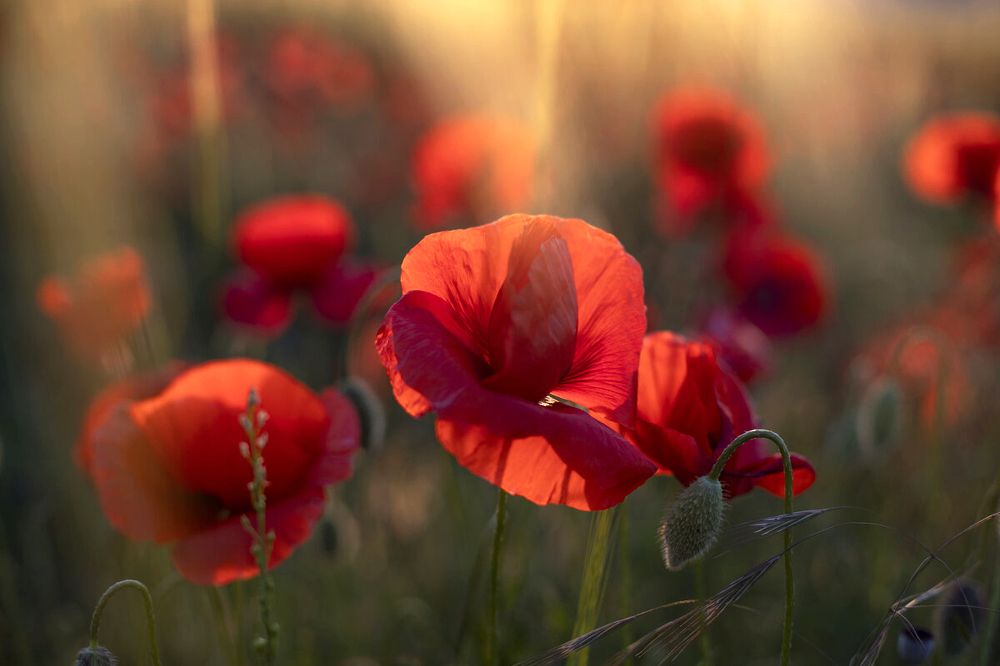 Photograph by Елена Гусева