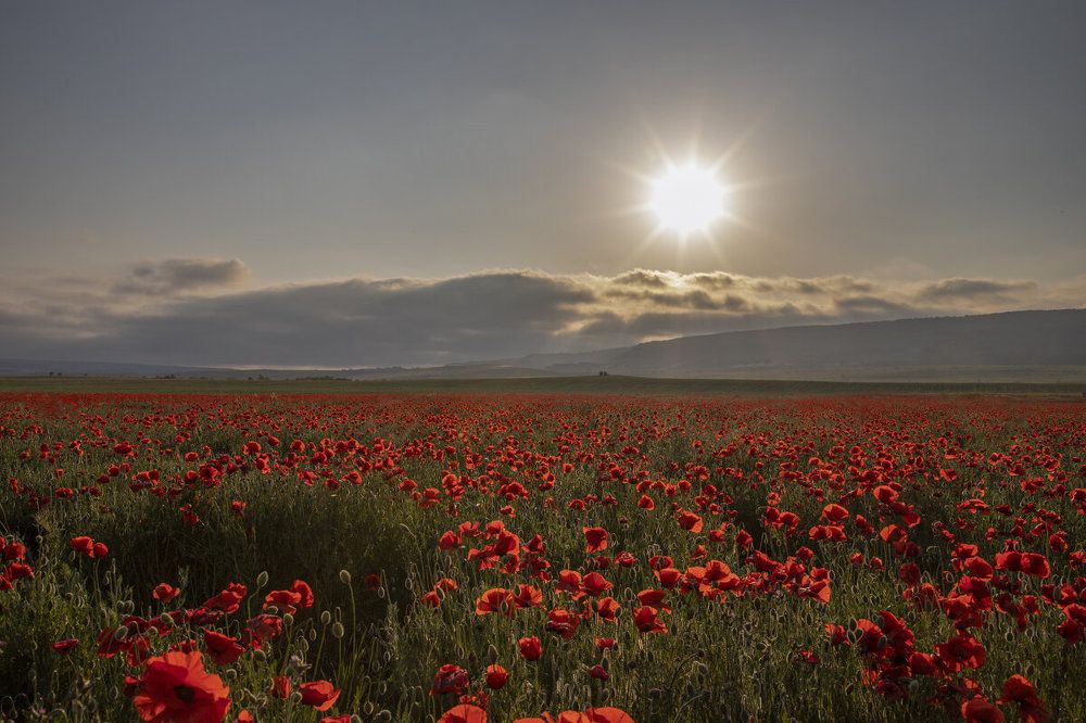 Photograph by Елена Гусева