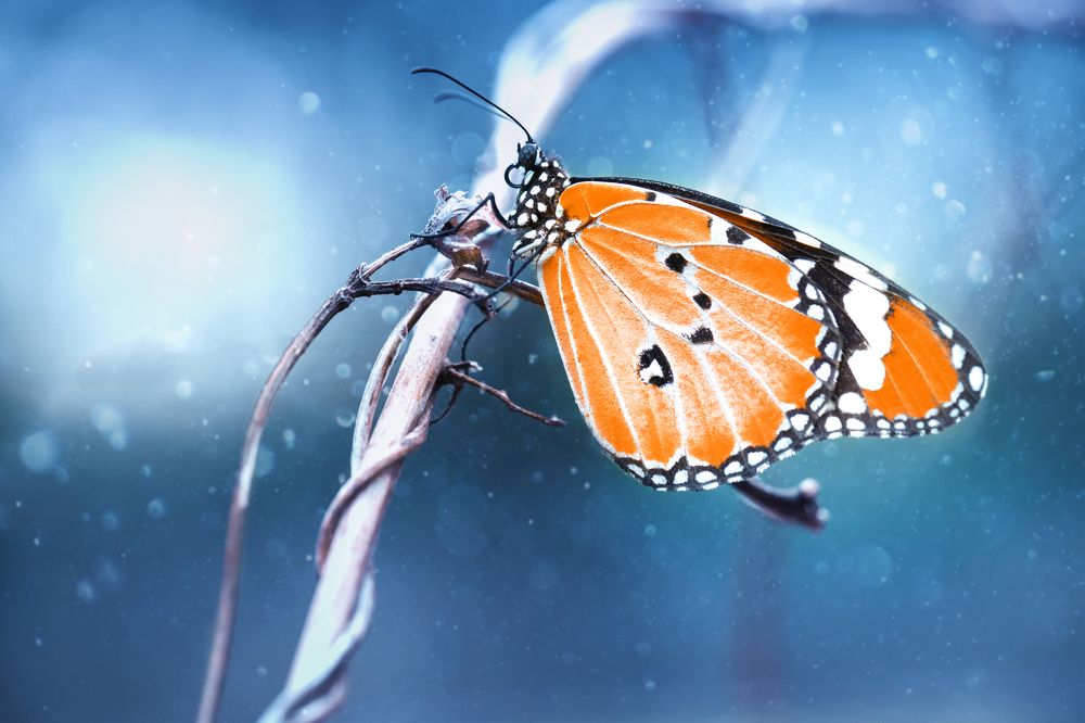 Photograph by Hemraj Chavhan A