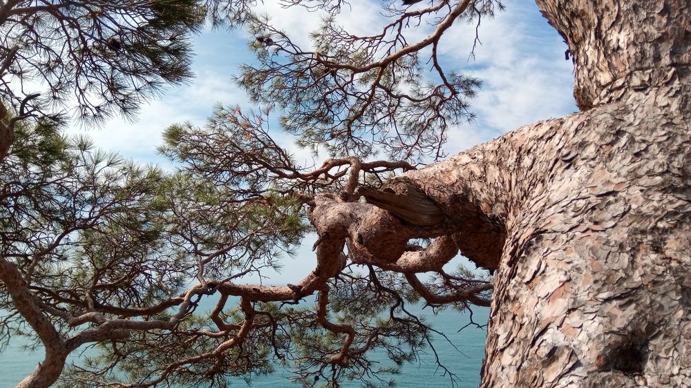 Сосна. Новый свет. Караул-Оба