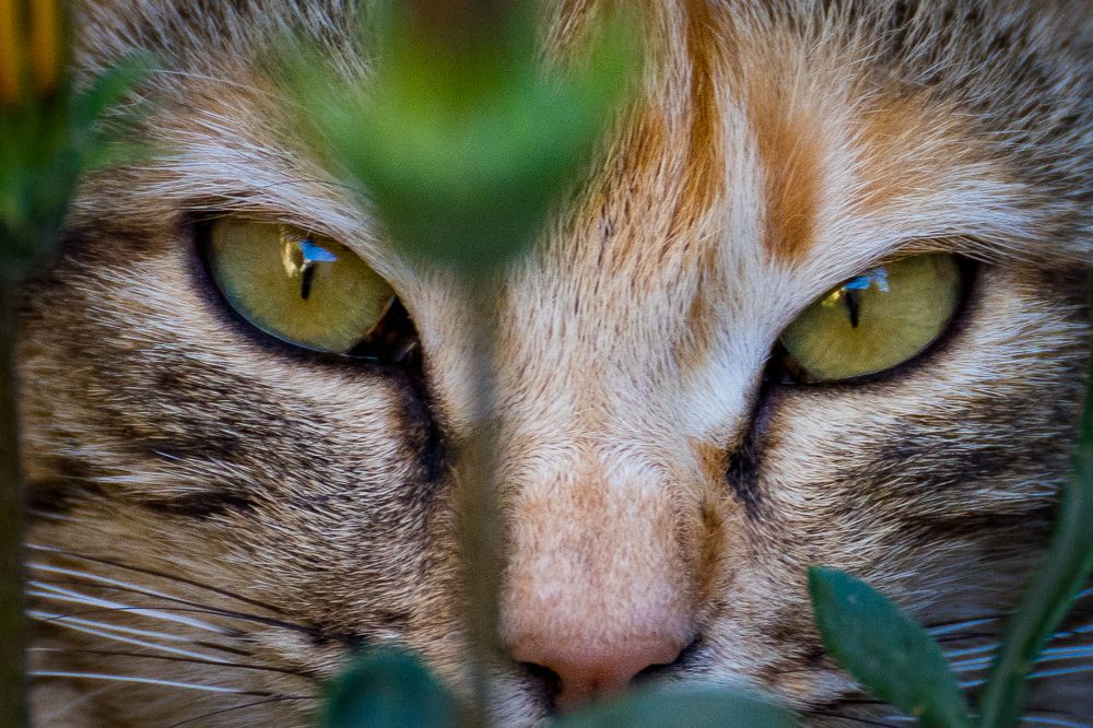 Photograph by Avi Theret