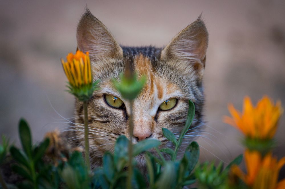 Photograph by Avi Theret