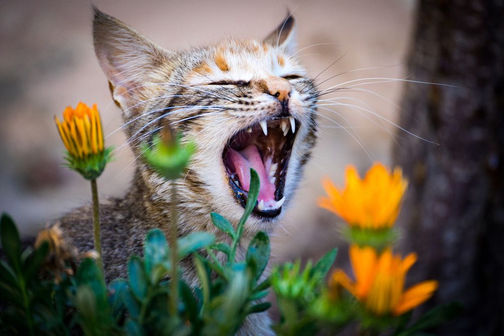 Photograph by Avi Theret