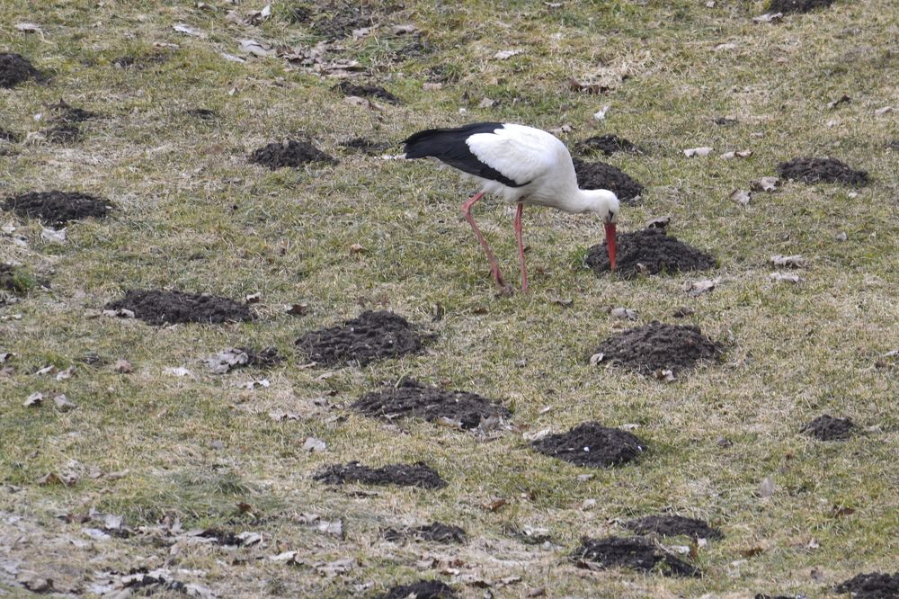 мой первый гость
