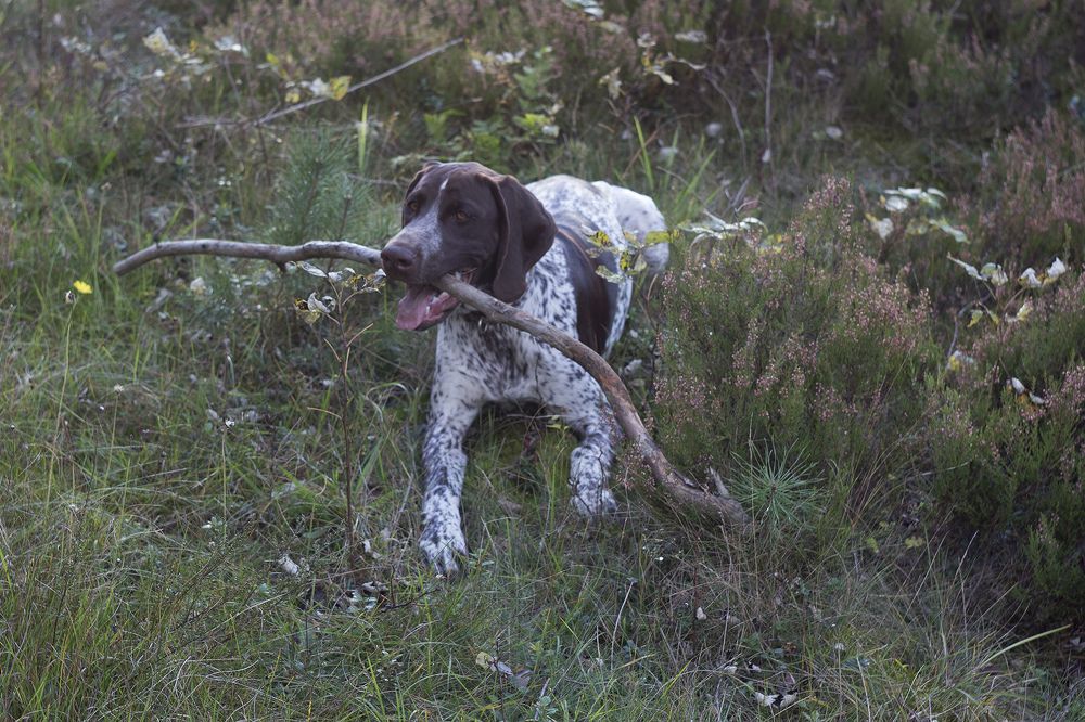 Photograph by RelaxWolf