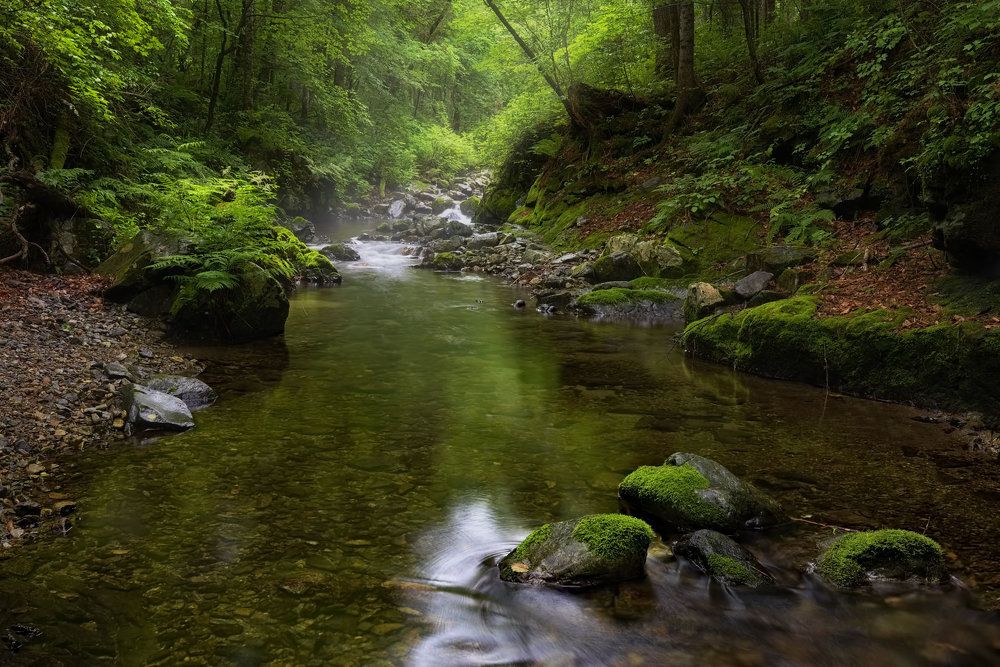 летний таёжный ручей