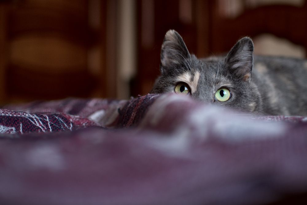 Photograph by Жеребятьев Дмитрий