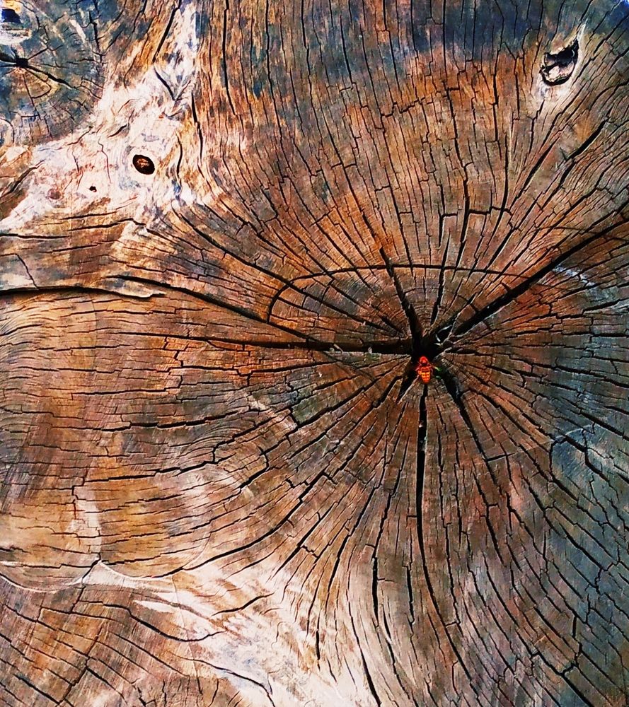 Photograph by Людмила