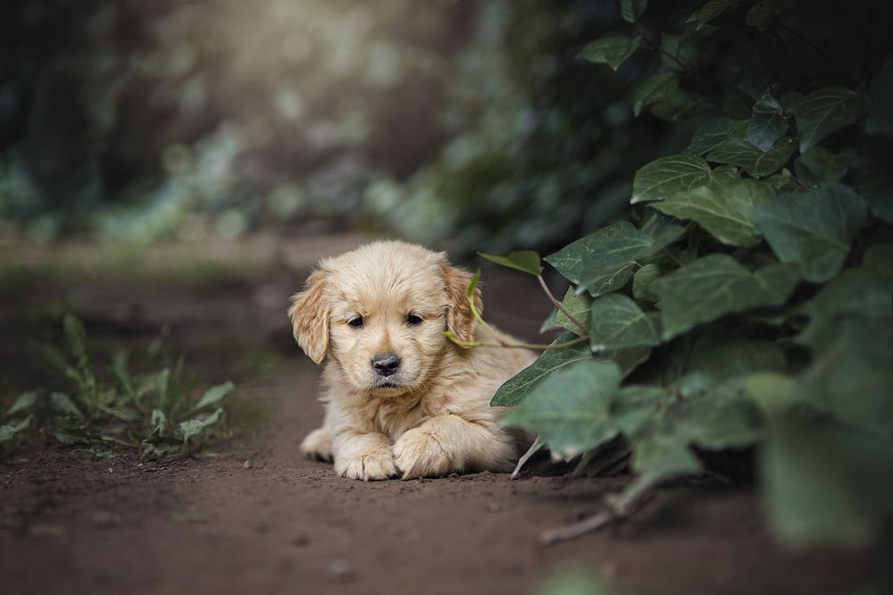 Photograph by Romi Bustelo