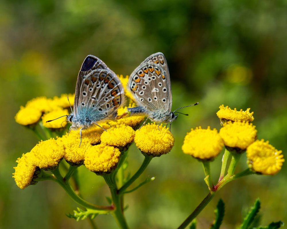 Photograph by Photons Reflectitur