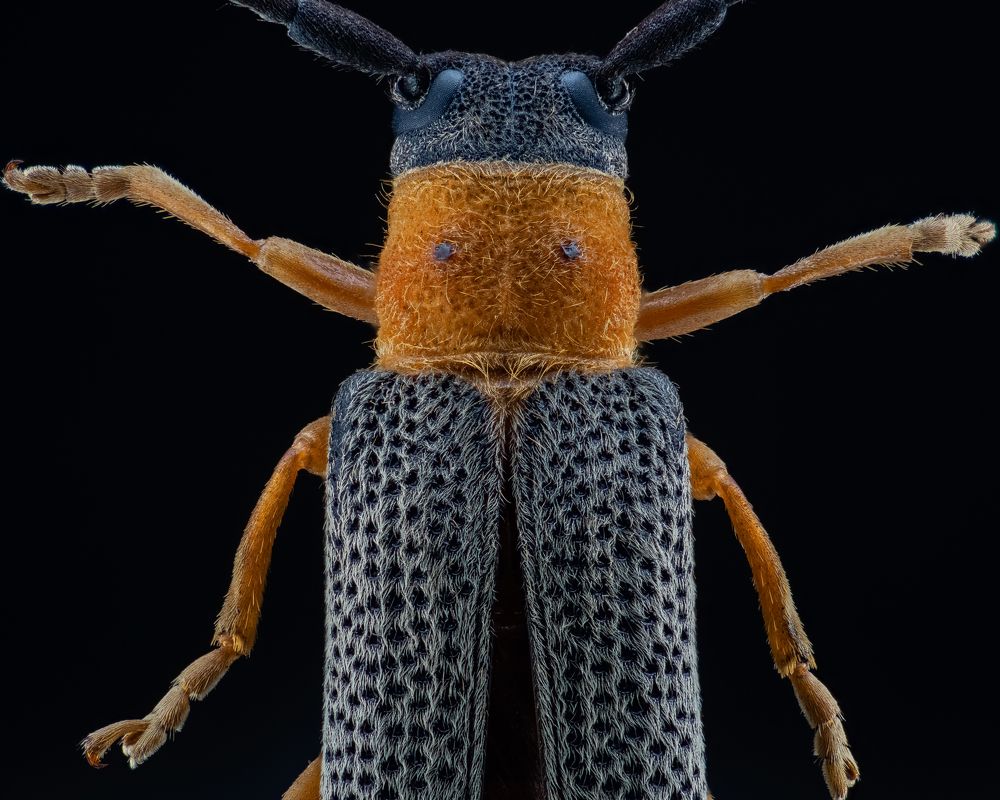 Photograph by Photons Reflectitur