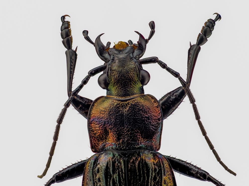 Photograph by Photons Reflectitur