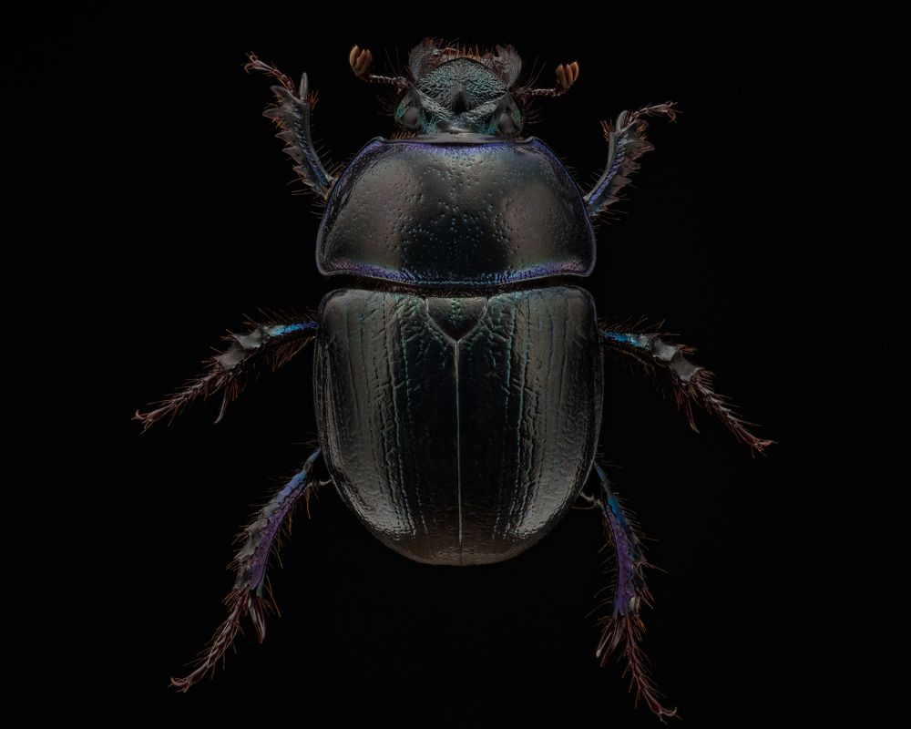 Photograph by Photons Reflectitur