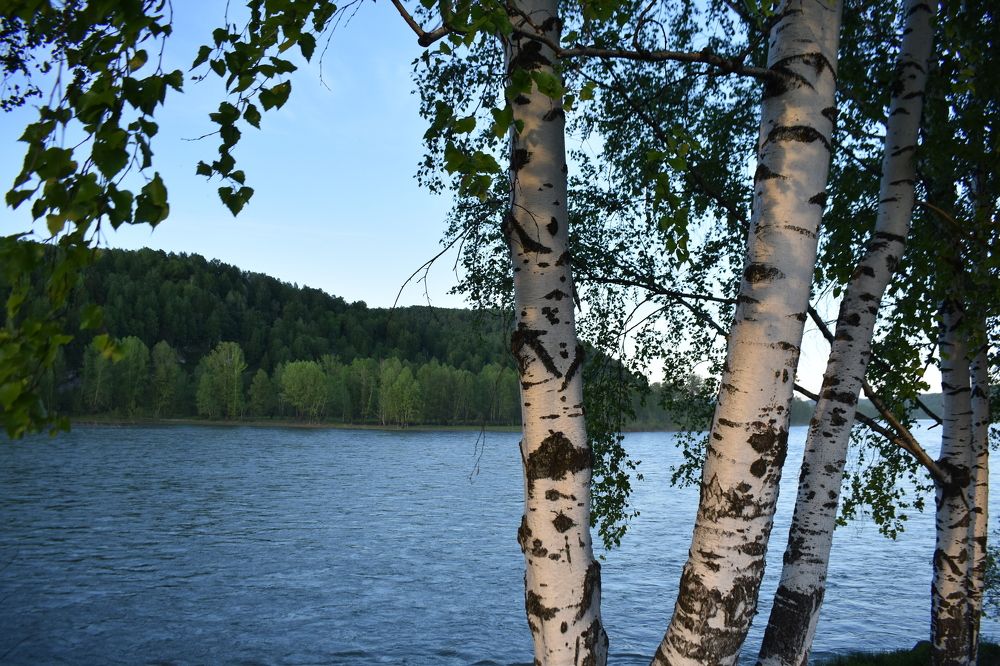 "Березовые вечера перед закатом".