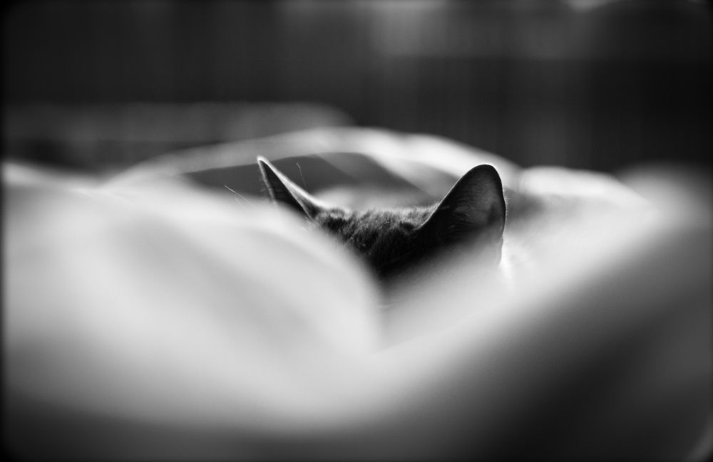 Photograph by Анна-Романа