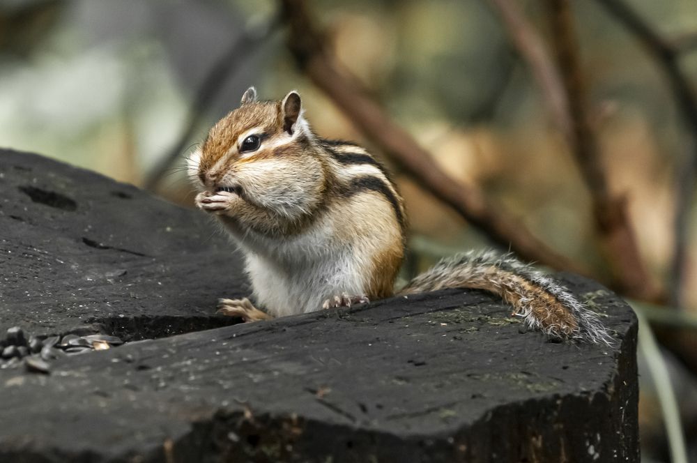 Photograph by Сергей Балухта