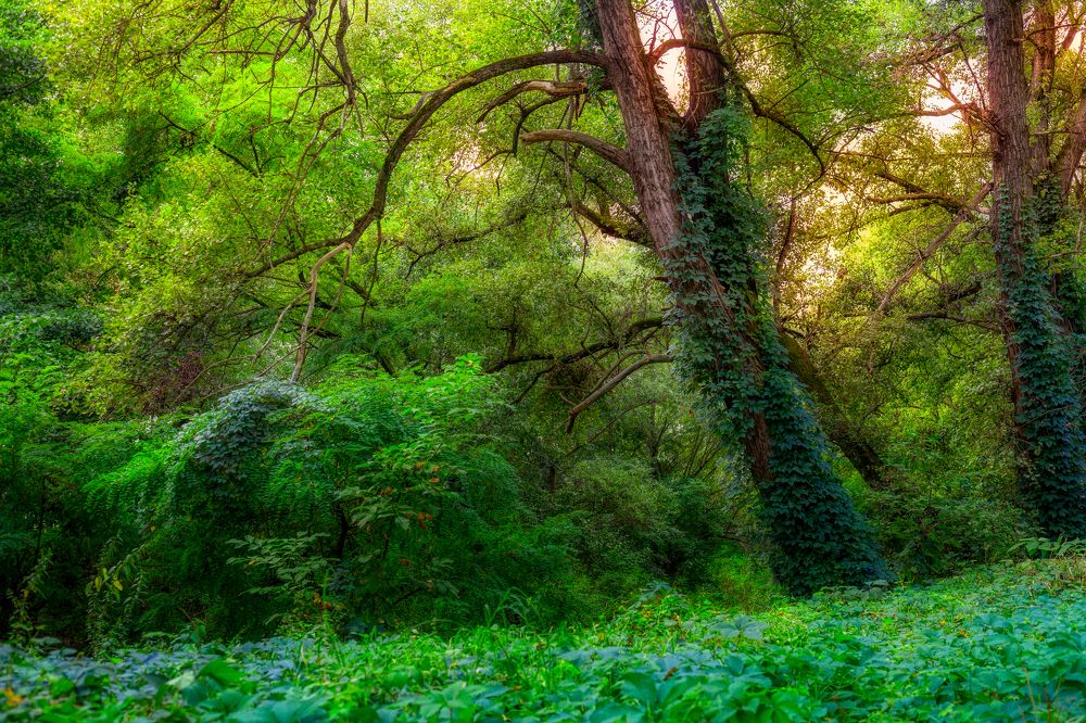 Сказка леса