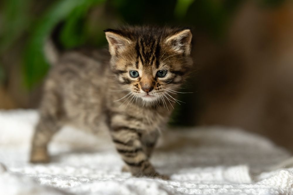 Фотография автора Мария Путилина