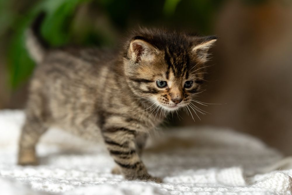 Фотография автора Мария Путилина