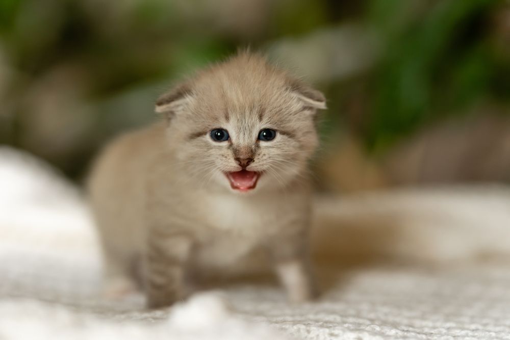 Фотография автора Мария Путилина