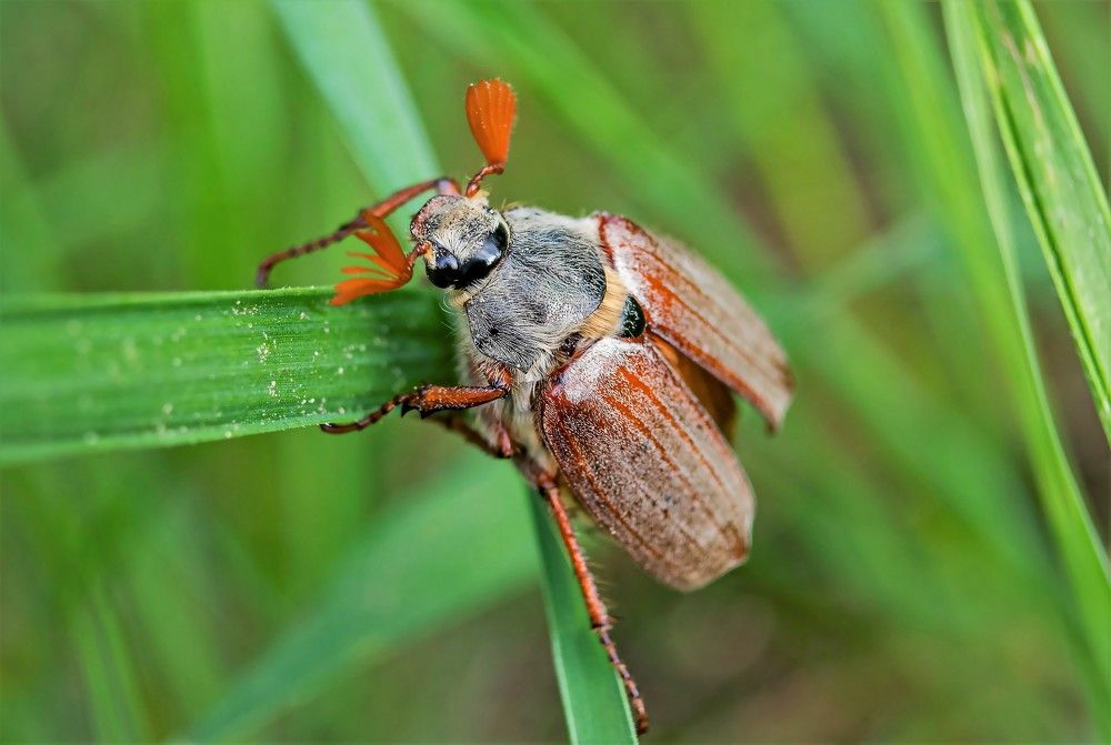 Майский жук!