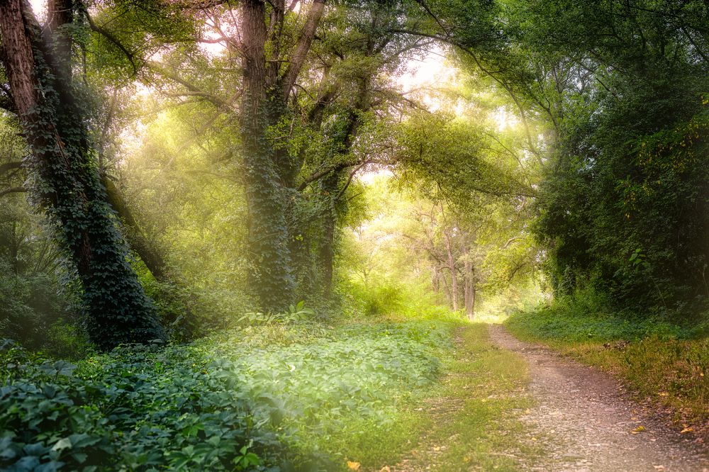 На лесной дорожке