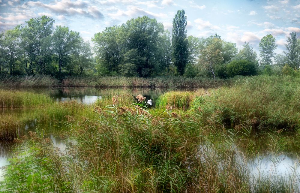 Лебединое озеро