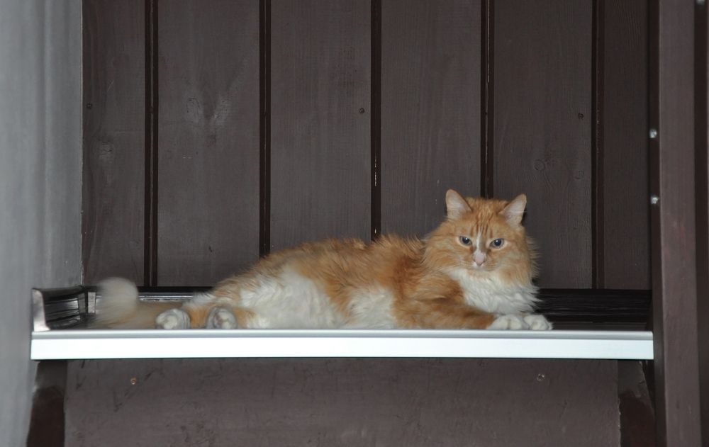 Домашний Лев