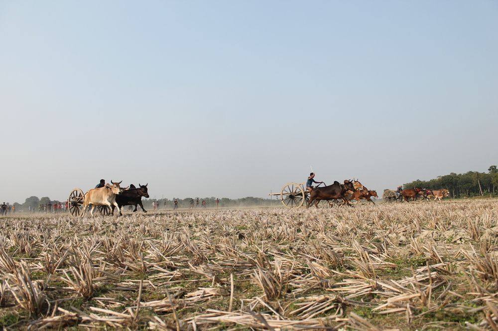 Bullock race