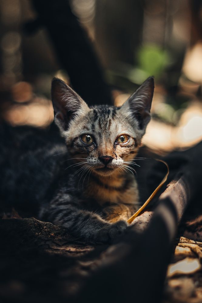 Photograph by Saurabh Parange