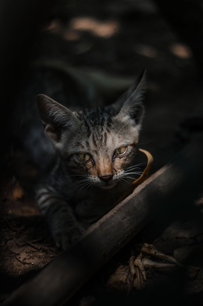 Photograph by Saurabh Parange