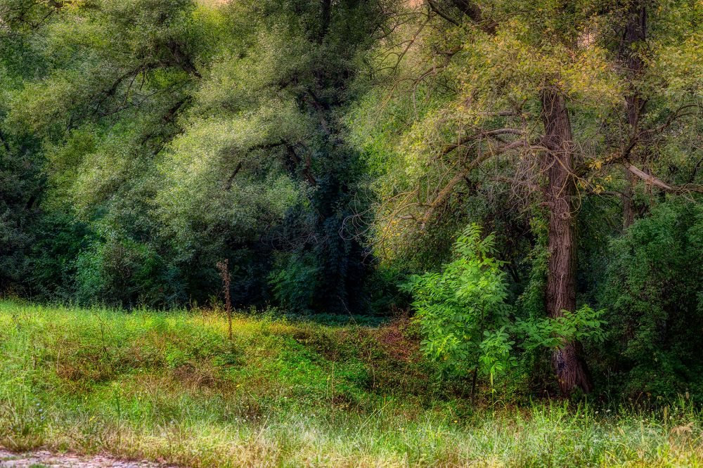 Лесная тайна