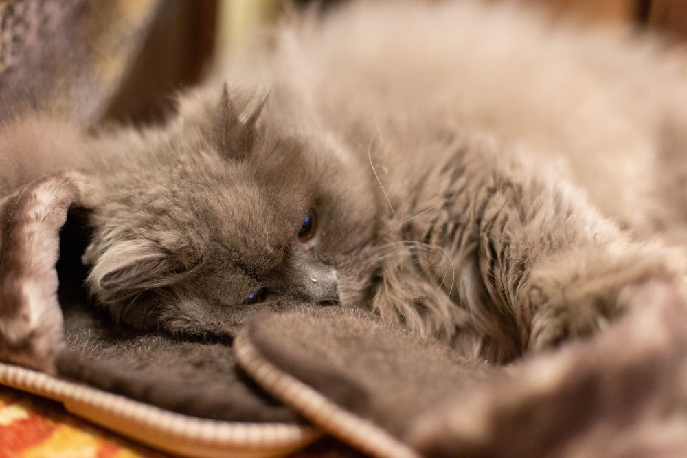 Этюд Мурзон в тапках