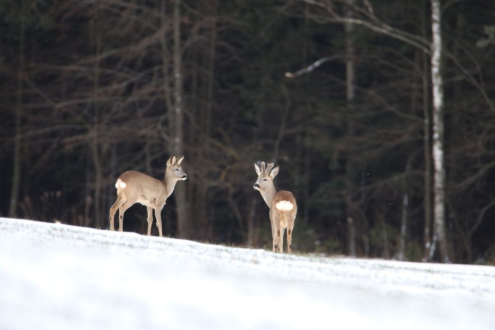 Photograph by Михаил Косяк