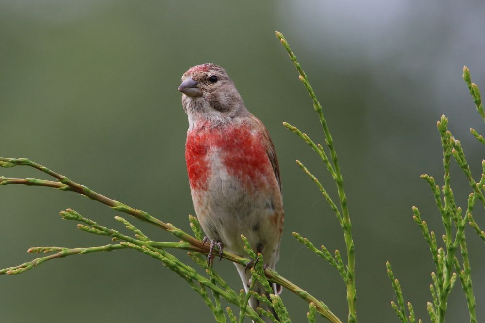 Photograph by Михаил Косяк