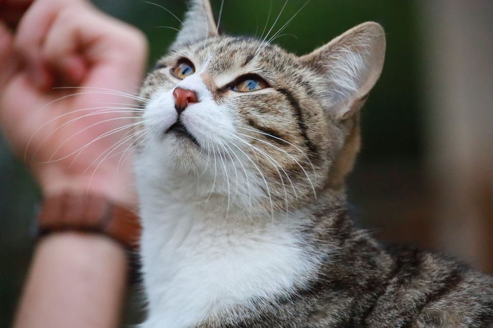 Cat waiting to play games..