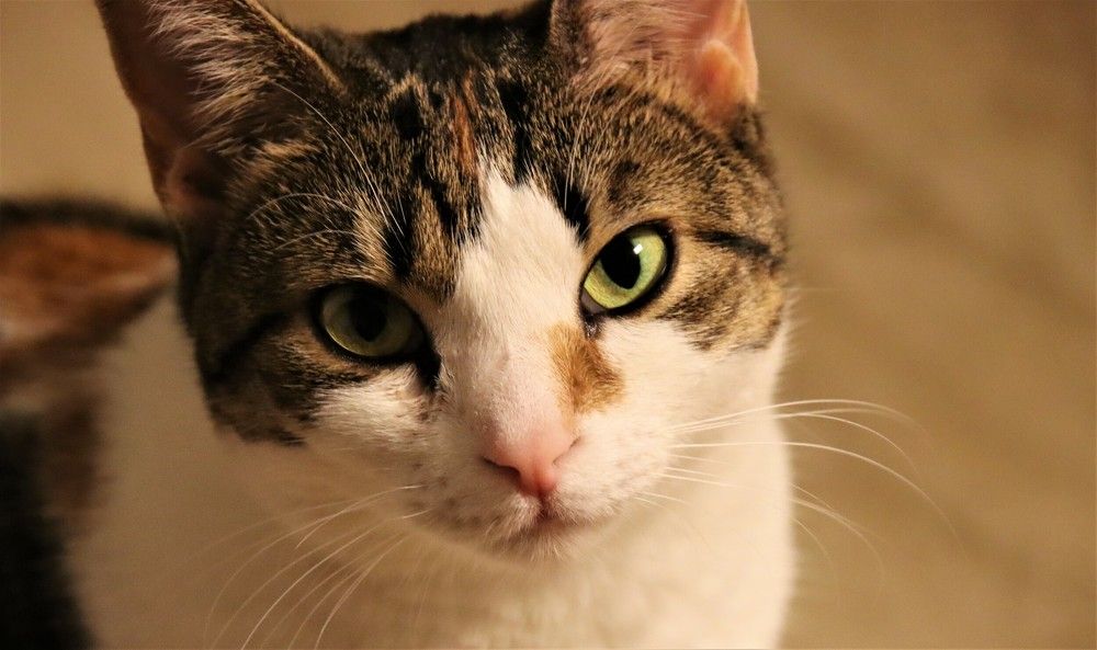 Photograph by Carol Taylor