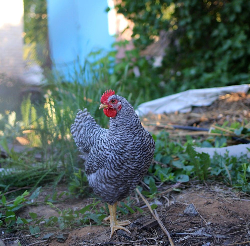 Сбежавший из курятника