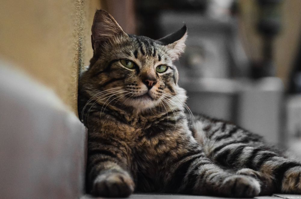 Photograph by Haziq Saufian