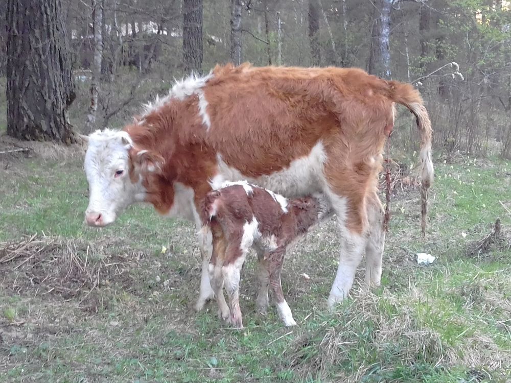 Photograph by татьяна надточий