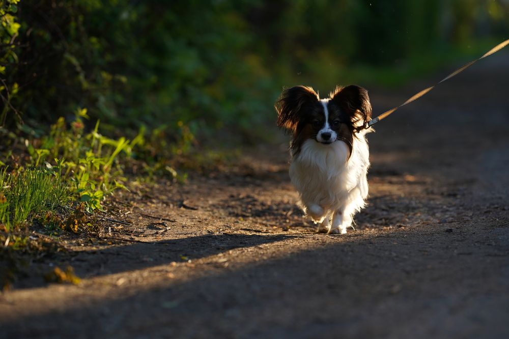 Photograph by Юлия Честнова