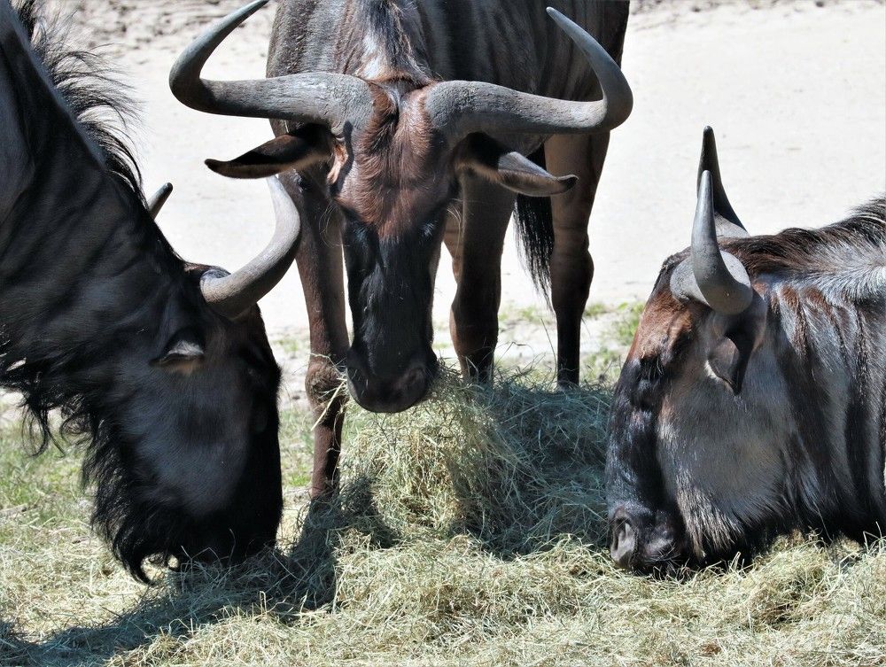 Photograph by Anja kroes