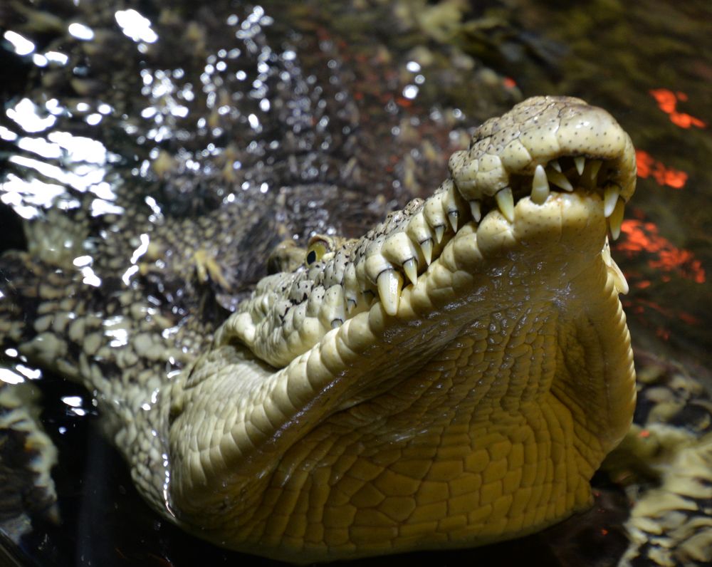 Фотография автора Станислав Ермолин