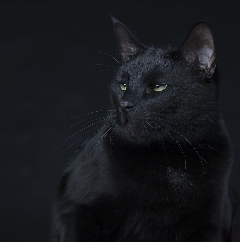 Кузя - Black Cat